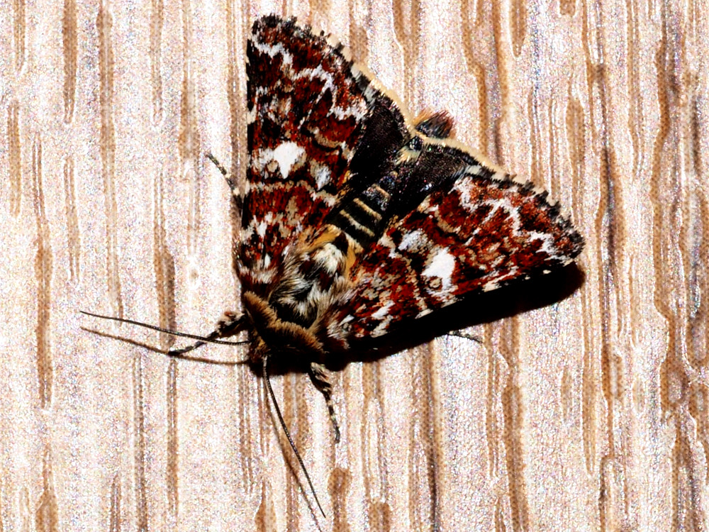 Bild Nr.09907 zum Vergrößern klicken Bild Nr.09907