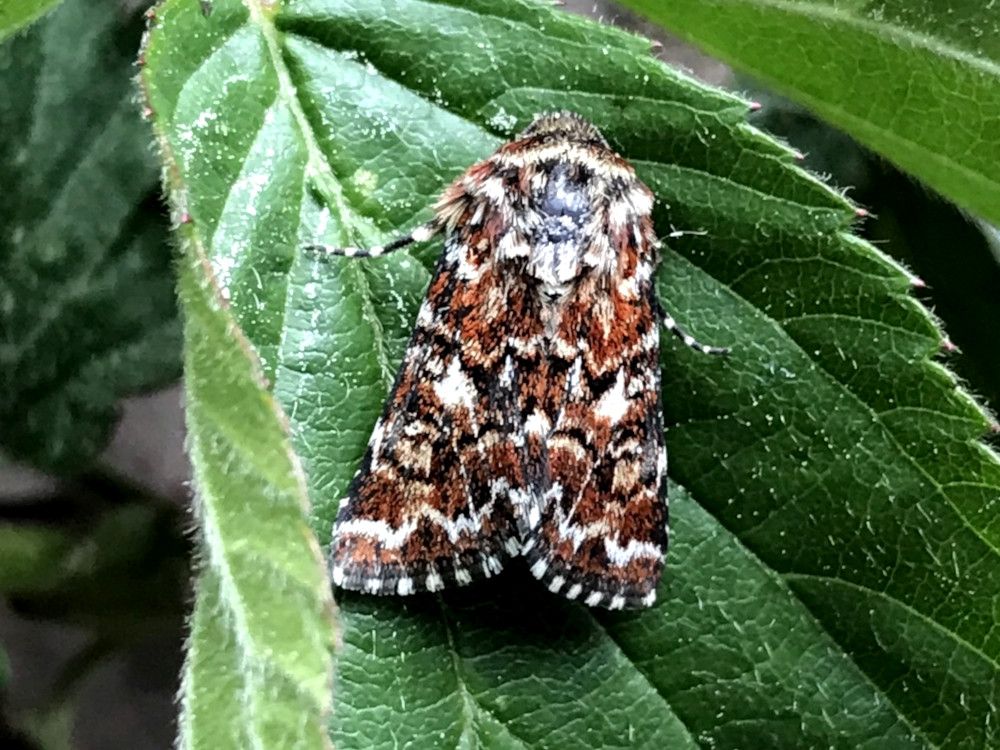 Bild Nr.09907 zum Vergrößern klicken Bild Nr.09907