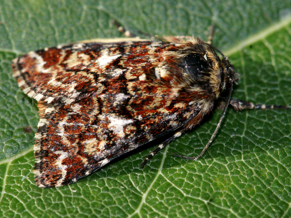 Bild Nr.09907 zum Vergrößern klicken Bild Nr.09907