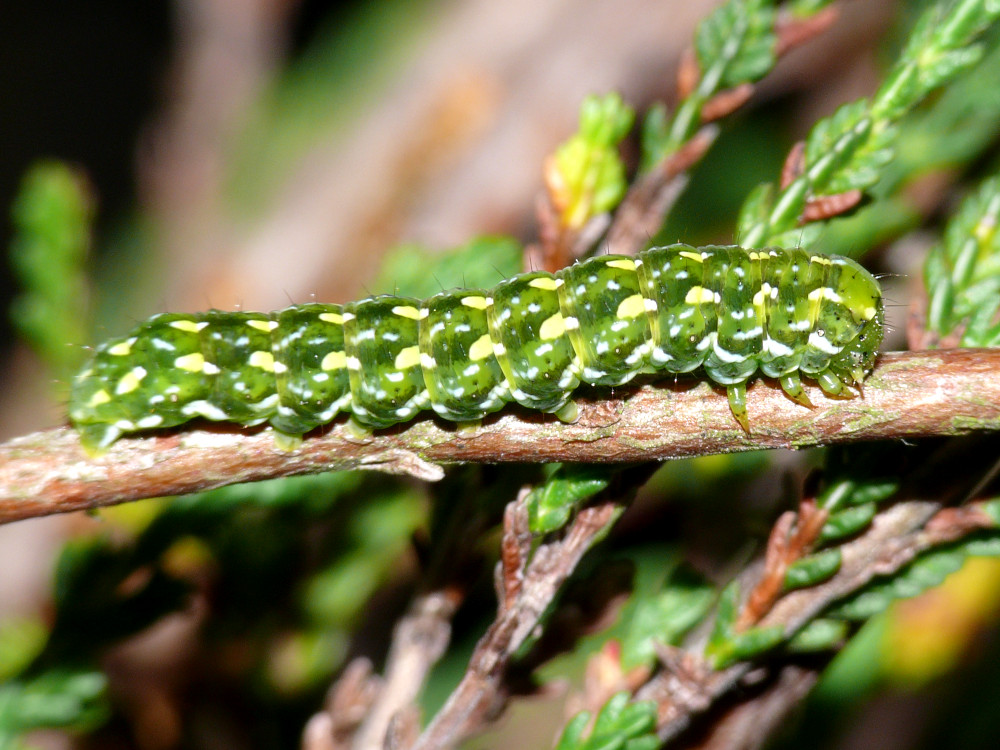 Bild Nr.09907 zum Vergrößern klicken Bild Nr.09907
