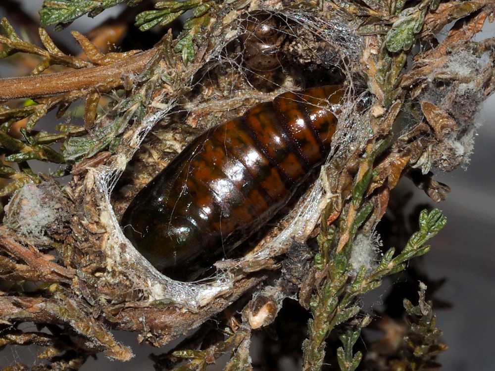 Bild Nr.09907 zum Vergrößern klicken Bild Nr.09907