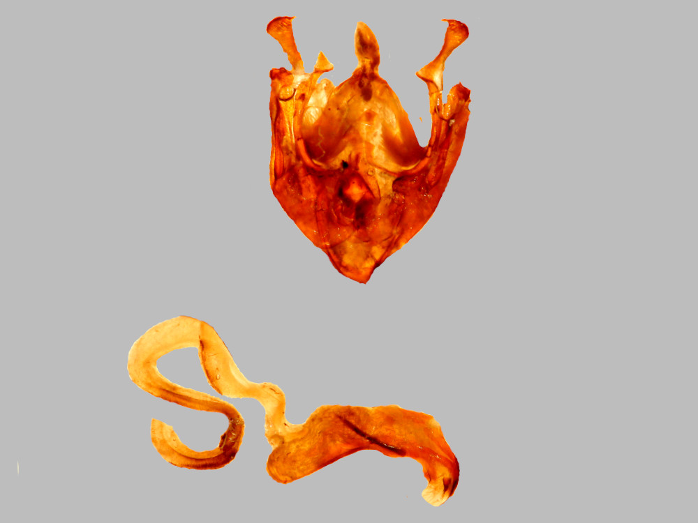 Bild Nr.09912 zum Vergrößern klicken Bild Nr.09912