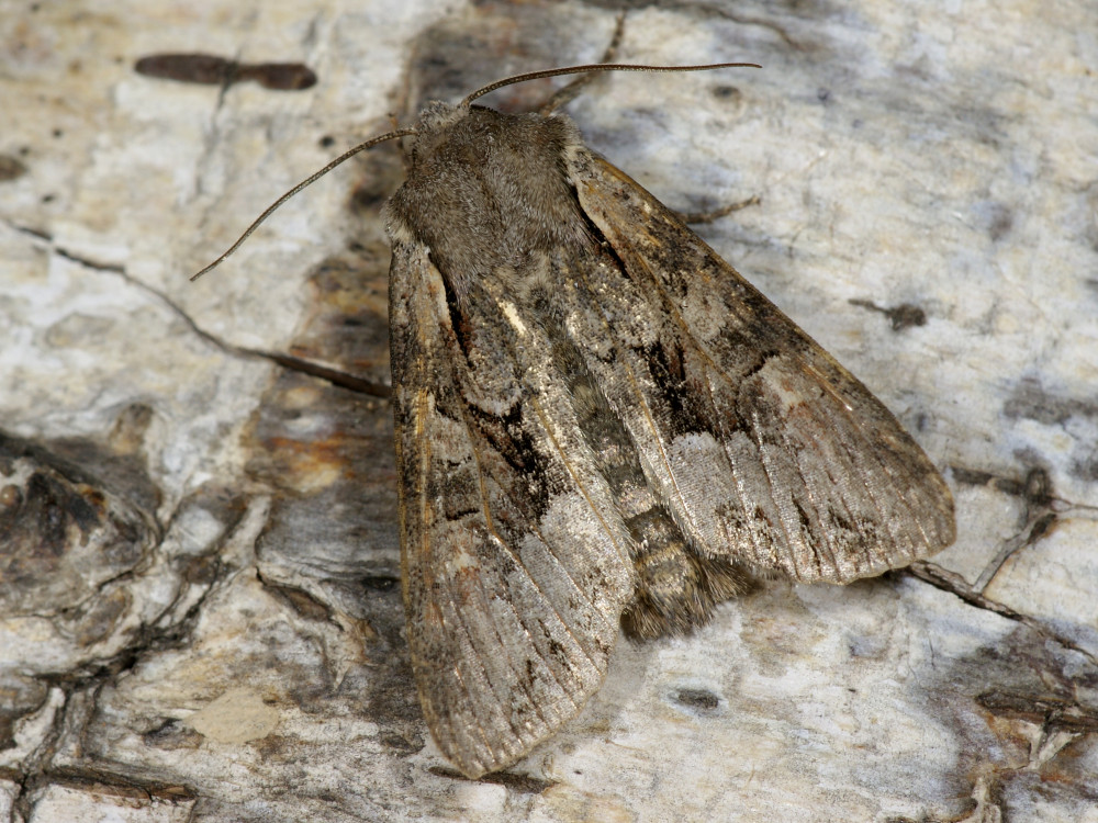 Bild Nr.09912 zum Vergrößern klicken Bild Nr.09912