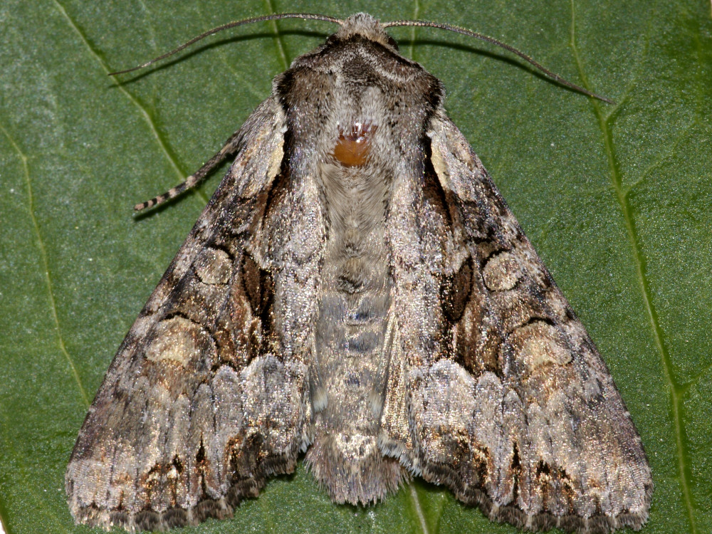 Bild Nr.09912 zum Vergrößern klicken Bild Nr.09912