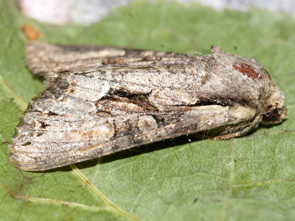 Bild Nr.09912 zum Vergrößern klicken Bild Nr.09912