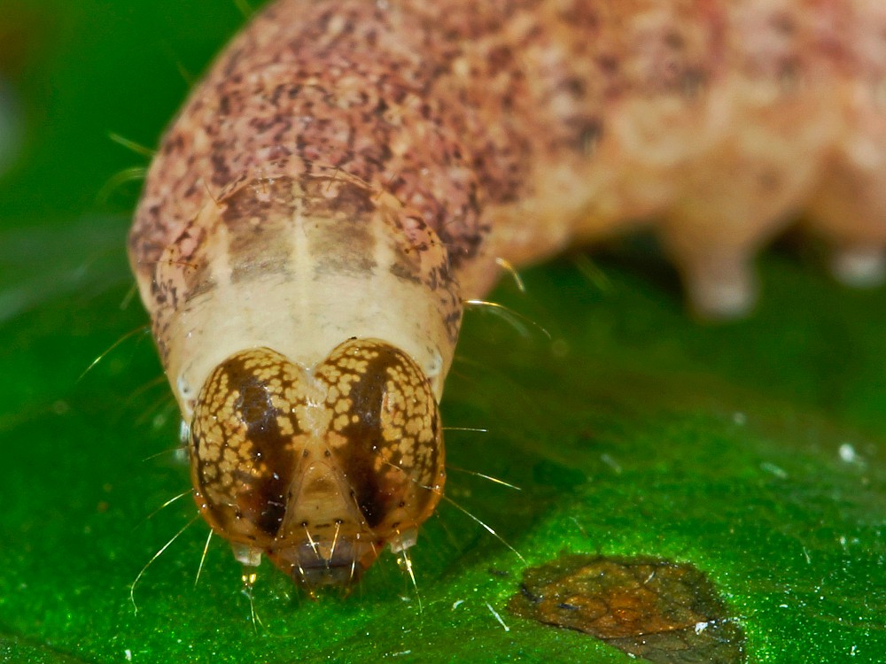 Bild Nr.09912 zum Vergrößern klicken Bild Nr.09912