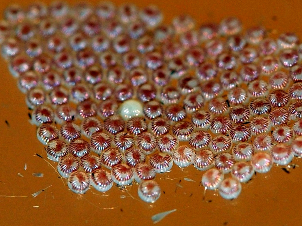 Bild Nr.09912 zum Vergrößern klicken Bild Nr.09912