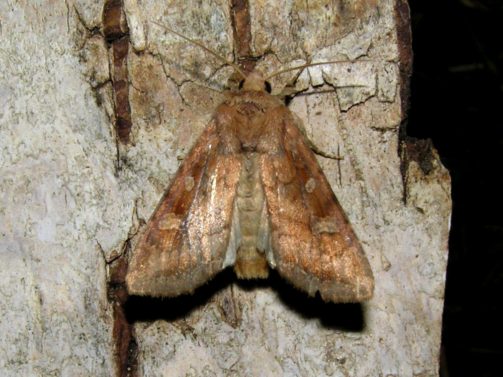 Bild Nr.09914 zum Vergrößern klicken Bild Nr.09914