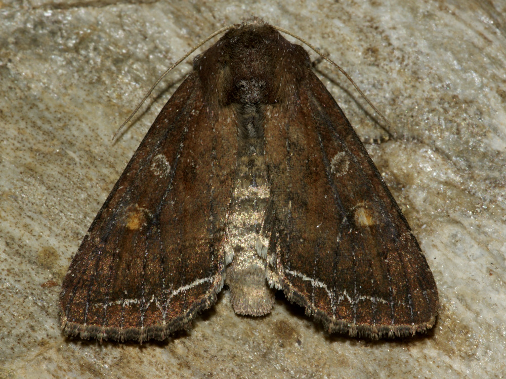 Bild Nr.09917 zum Vergrößern klicken Bild Nr.09917