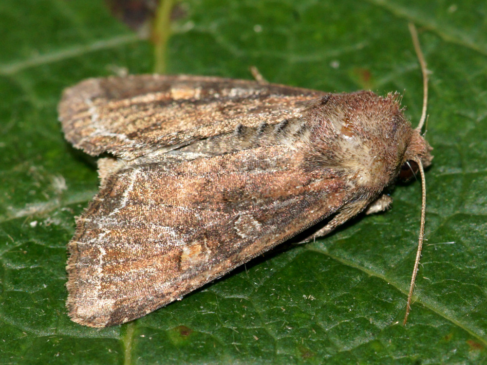 Bild Nr.09917 zum Vergrößern klicken Bild Nr.09917