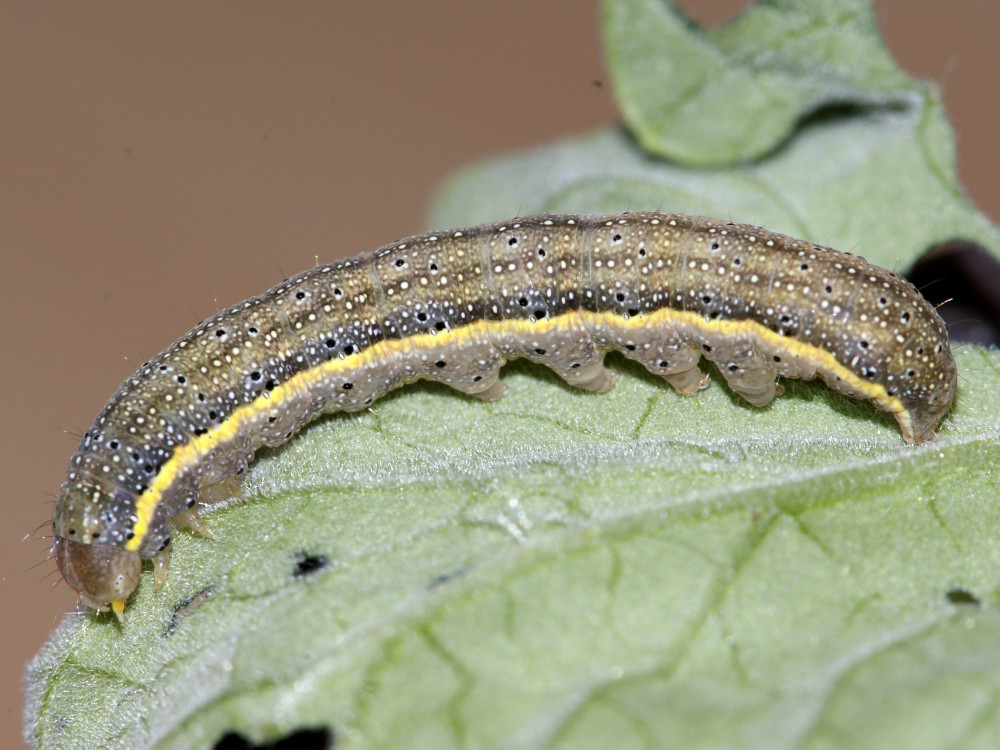 Bild Nr.09917 zum Vergrößern klicken Bild Nr.09917