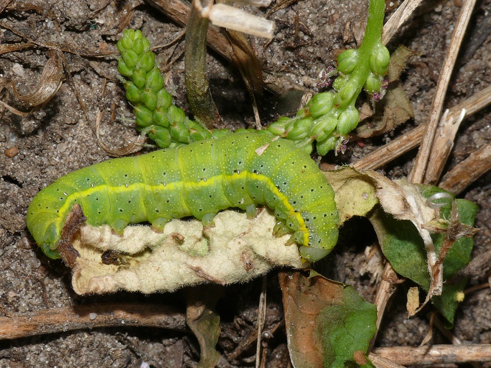 Bild Nr.09917 zum Vergrößern klicken Bild Nr.09917