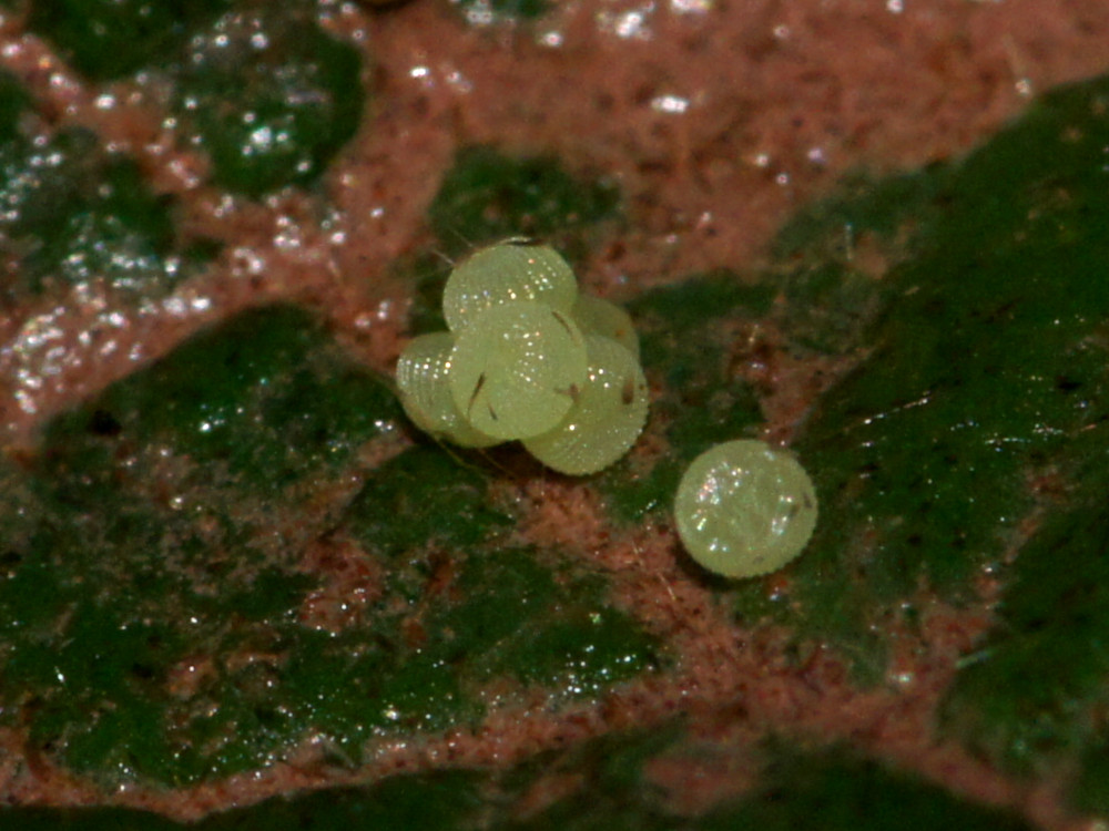 Bild Nr.09917 zum Vergrößern klicken Bild Nr.09917