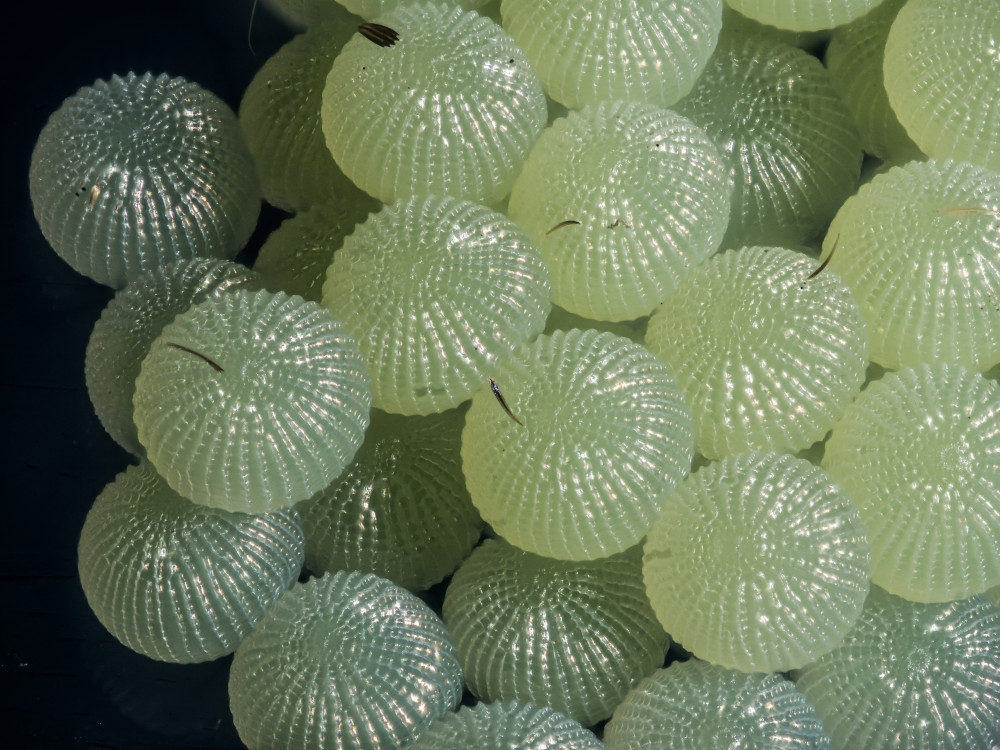 Bild Nr.09917 zum Vergrößern klicken Bild Nr.09917