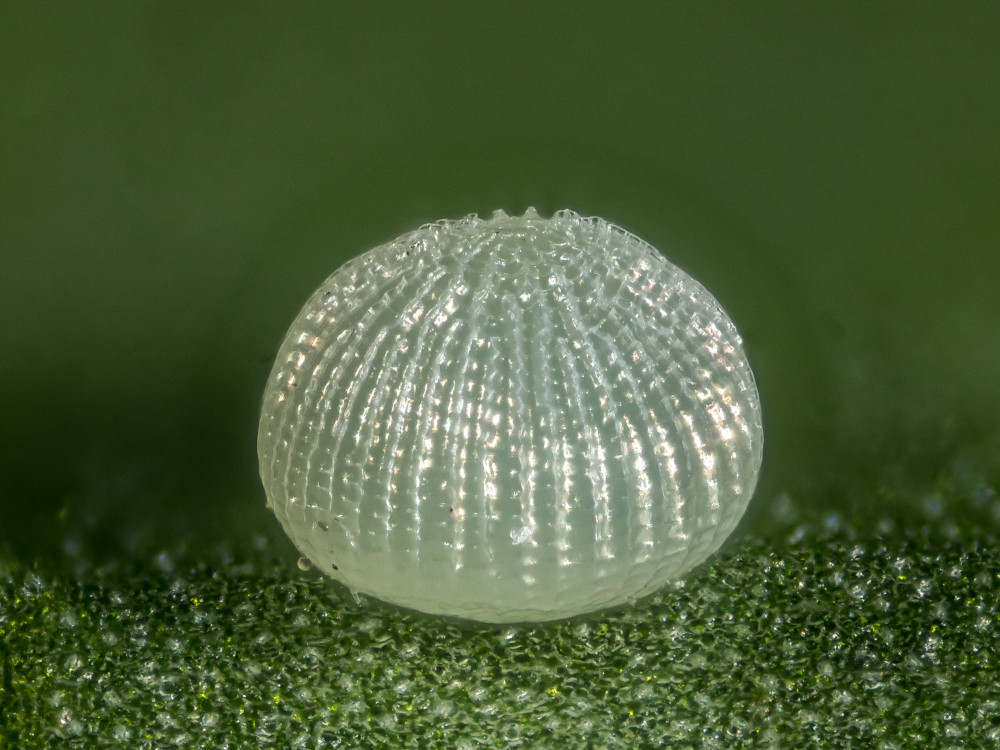 Bild Nr.09917 zum Vergrößern klicken Bild Nr.09917