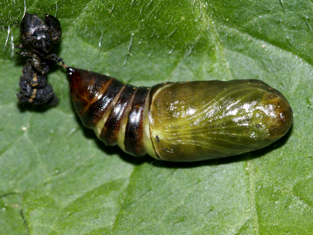 Bild Nr.09917 zum Vergrößern klicken Bild Nr.09917