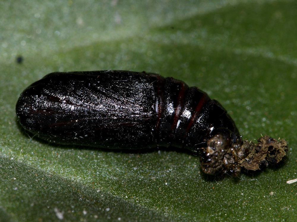 Bild Nr.09917 zum Vergrößern klicken Bild Nr.09917