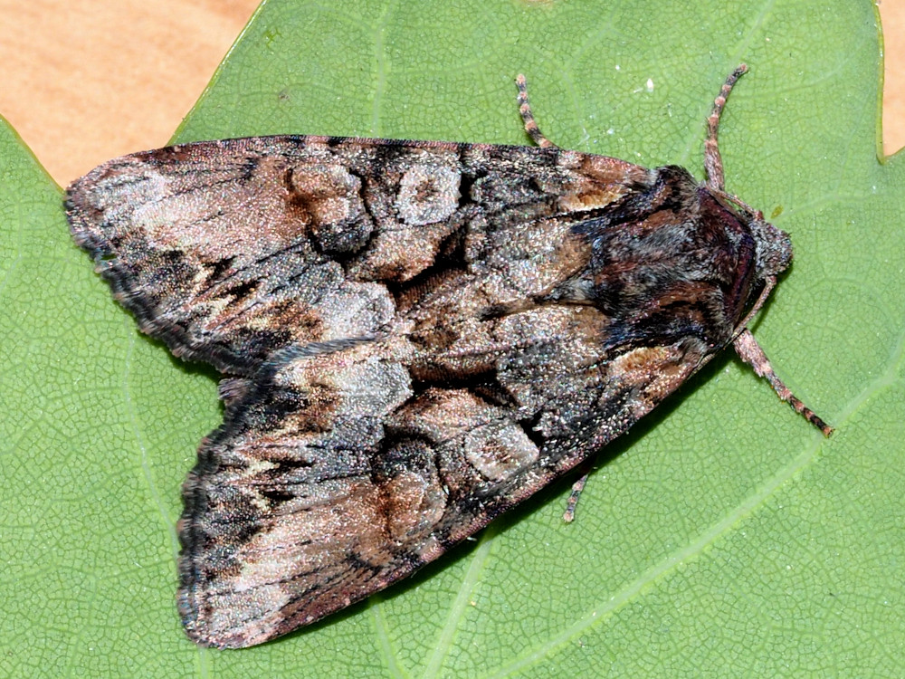 Bild Nr.09918 zum Vergrößern klicken Bild Nr.09918