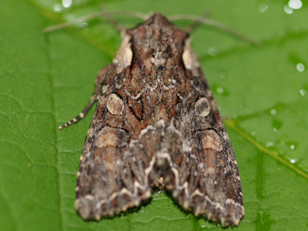 Bild Nr.09918 zum Vergrößern klicken Bild Nr.09918