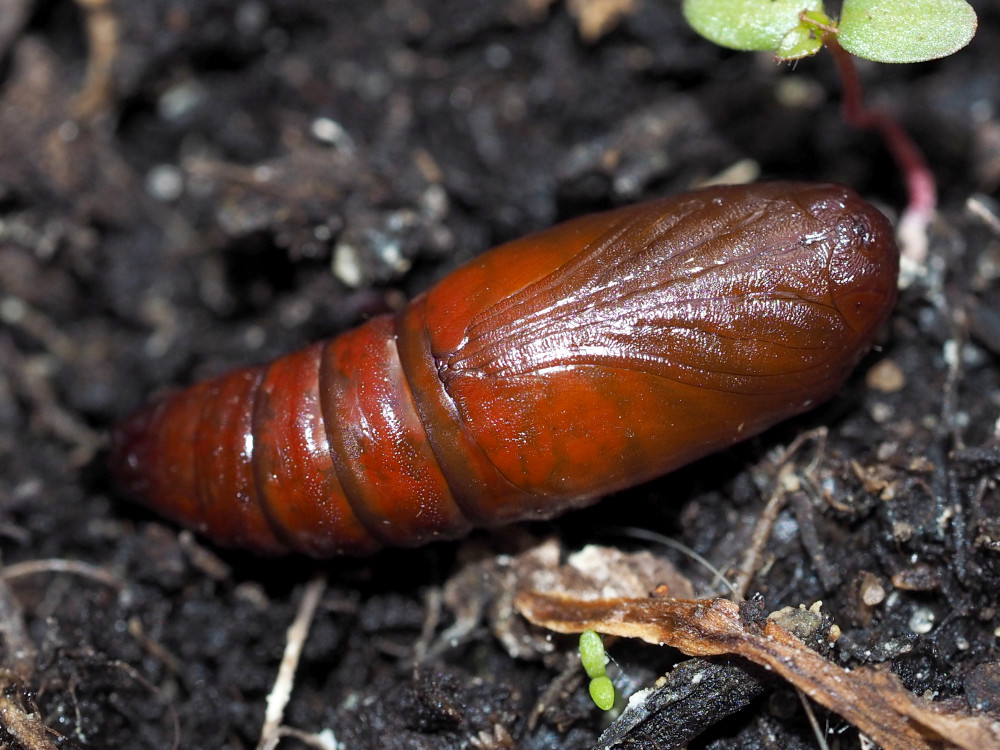 Bild Nr.09918 zum Vergrößern klicken Bild Nr.09918