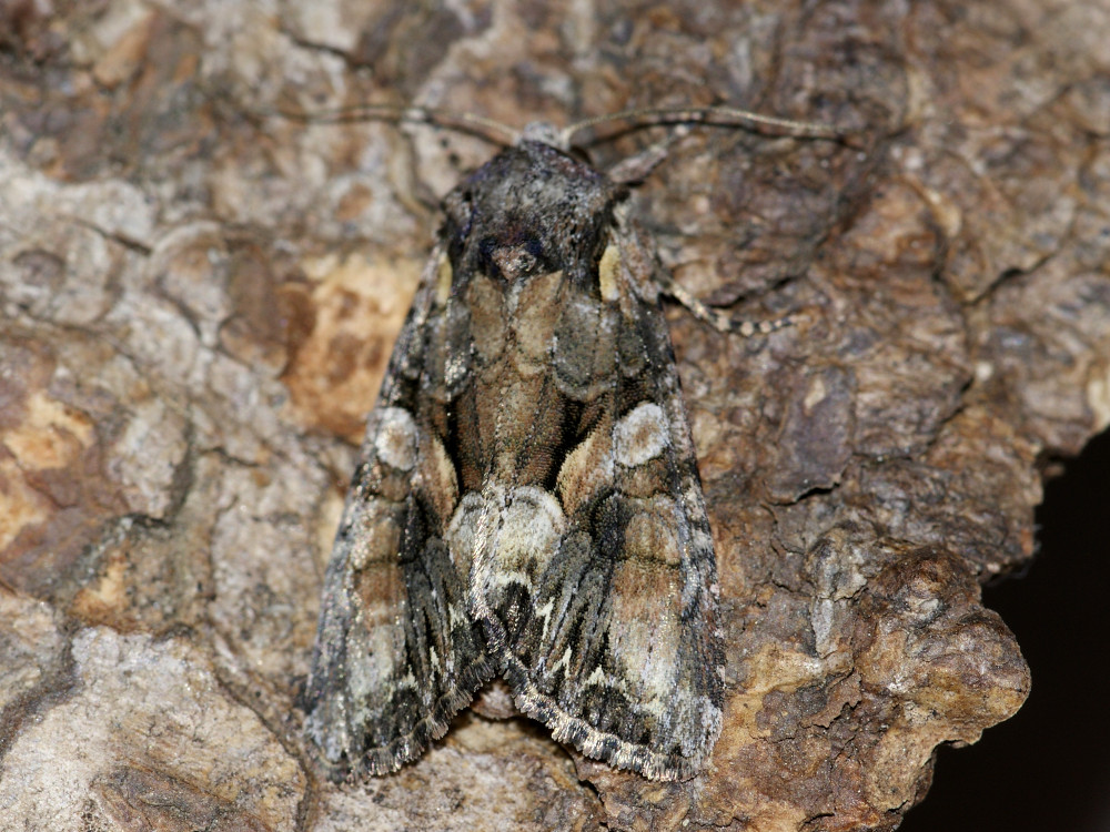 Bild Nr.09919 zum Vergrößern klicken Bild Nr.09919