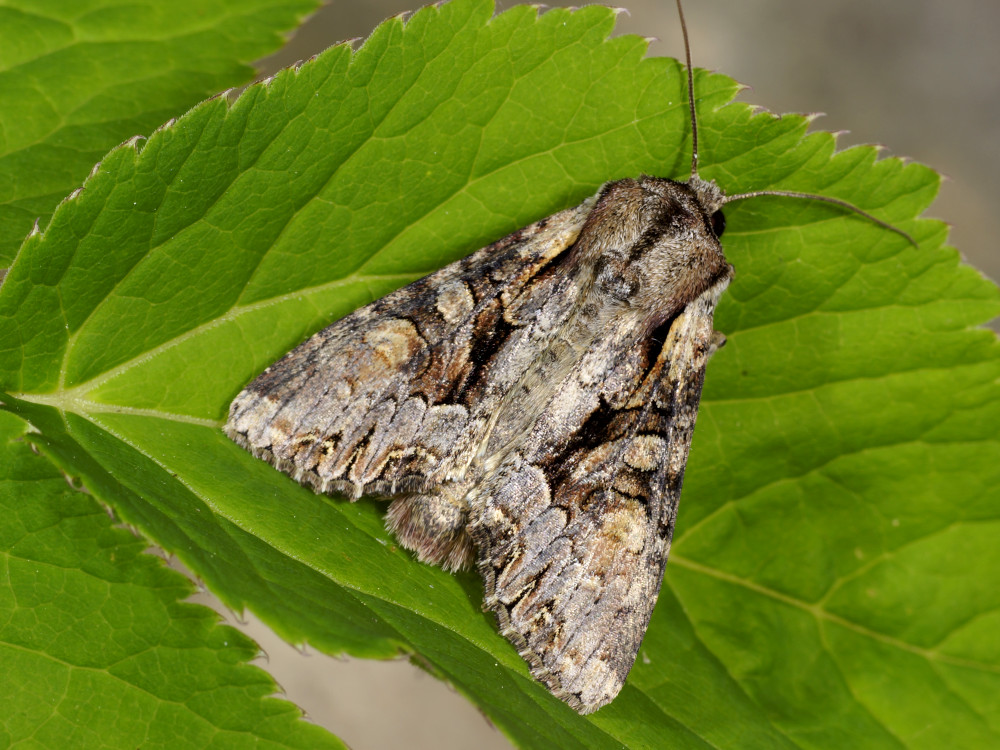 Bild Nr.09919 zum Vergrößern klicken Bild Nr.09919