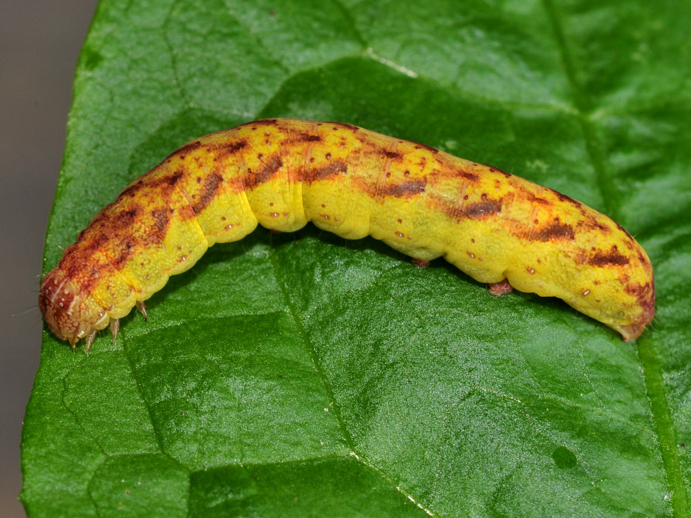 Bild Nr.09919 zum Vergrößern klicken Bild Nr.09919