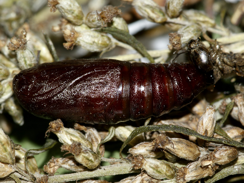 Bild Nr.09919 zum Vergrößern klicken Bild Nr.09919