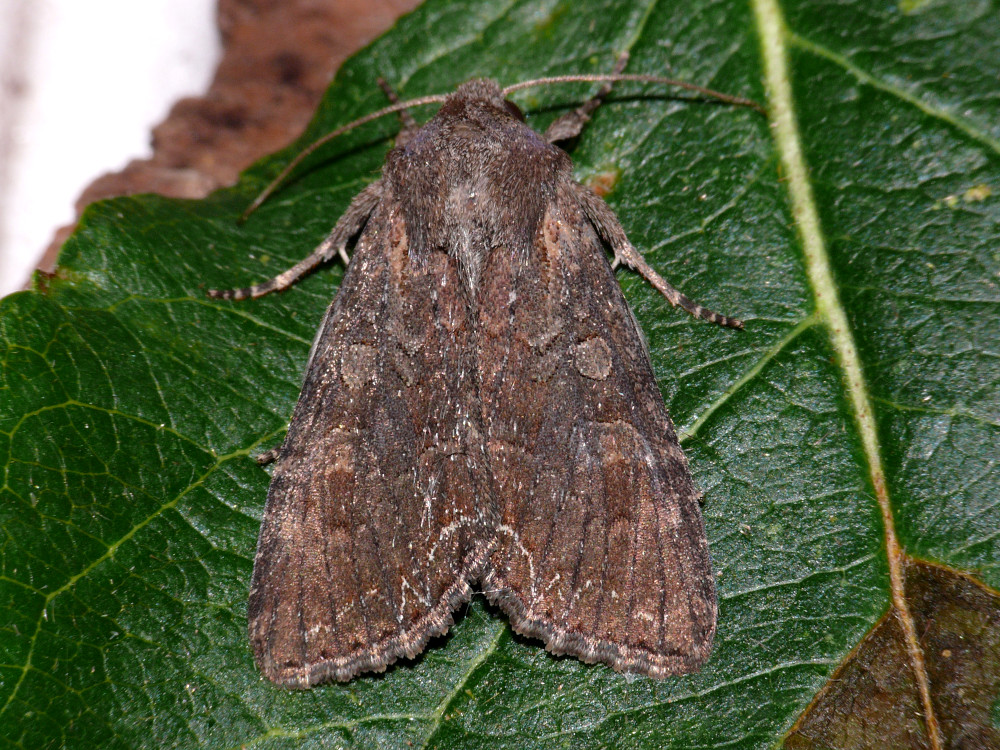 Bild Nr.09920 zum Vergrößern klicken Bild Nr.09920