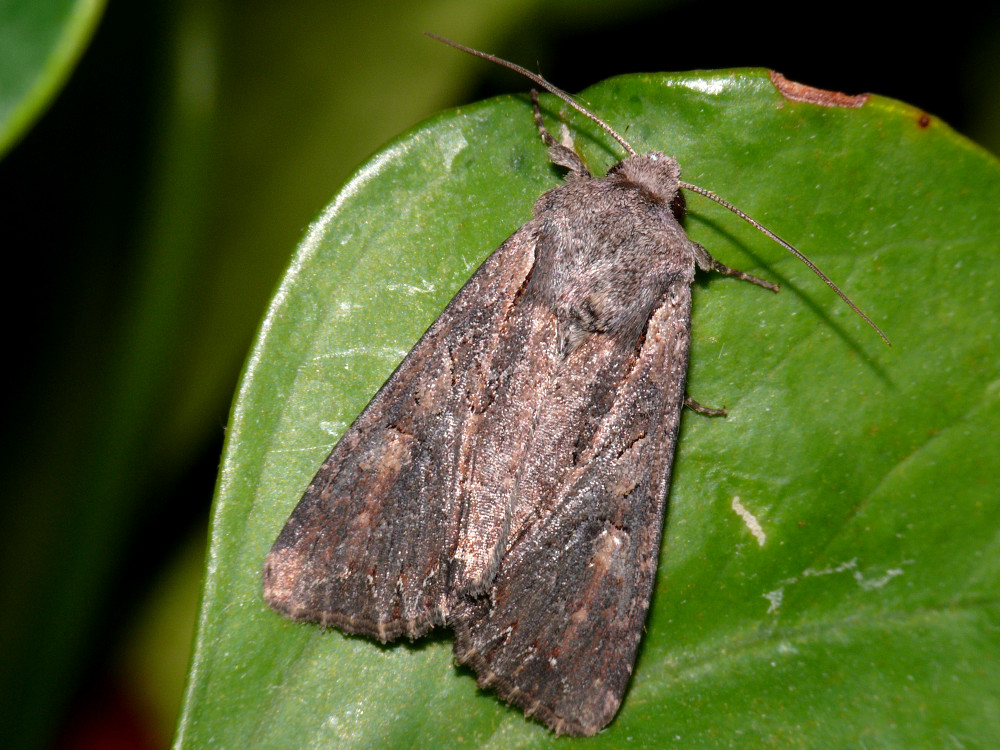 Bild Nr.09920 zum Vergrößern klicken Bild Nr.09920