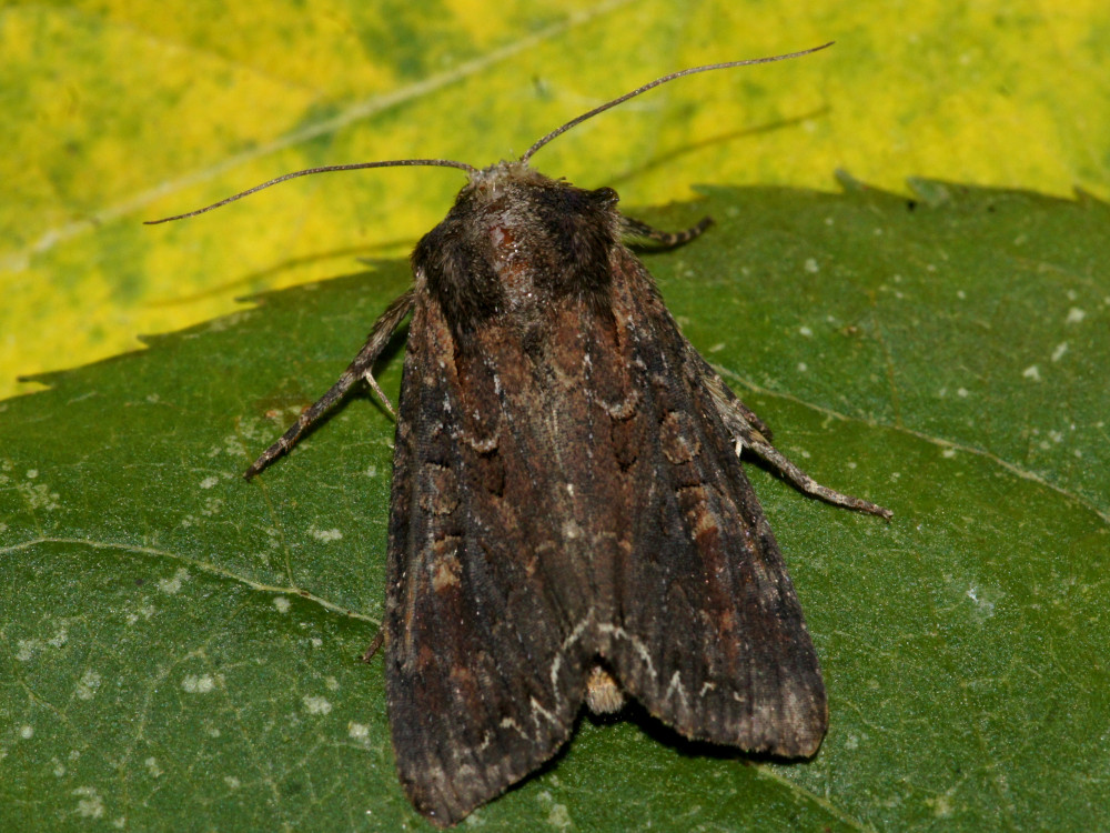 Bild Nr.09920 zum Vergrößern klicken Bild Nr.09920