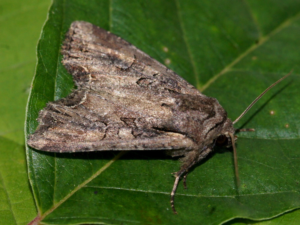 Bild Nr.09920 zum Vergrößern klicken Bild Nr.09920