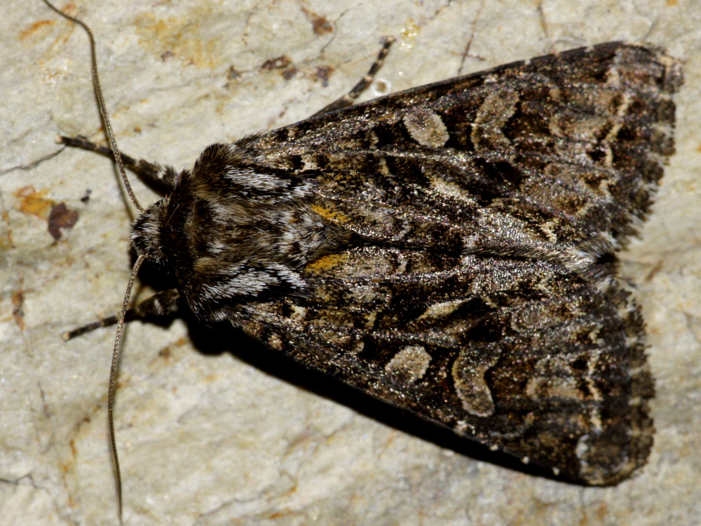 Bild Nr.09925 zum Vergrößern klicken Bild Nr.09925