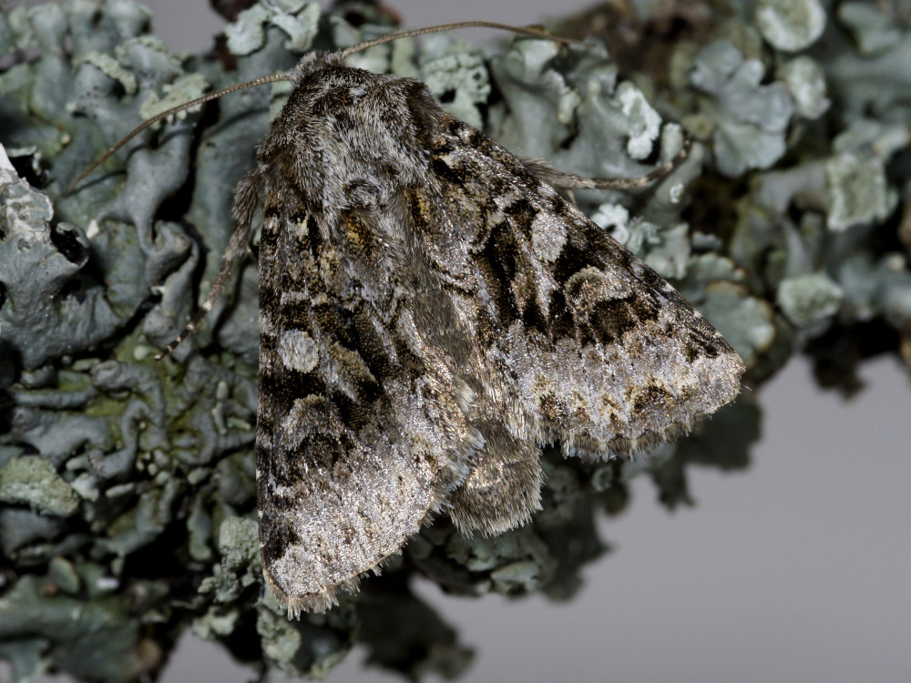 Bild Nr.09925 zum Vergrößern klicken Bild Nr.09925