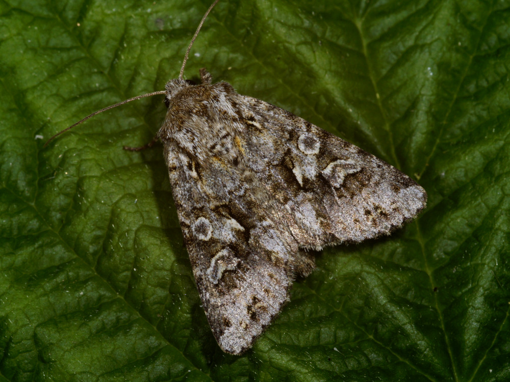 Bild Nr.09925 zum Vergrößern klicken Bild Nr.09925