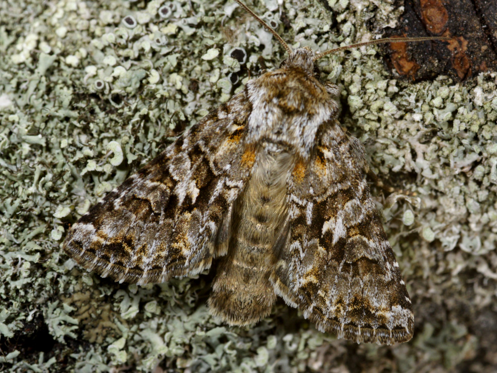 Bild Nr.09925 zum Vergrößern klicken Bild Nr.09925