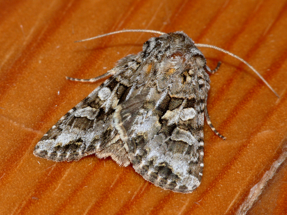 Bild Nr.09925 zum Vergrößern klicken Bild Nr.09925