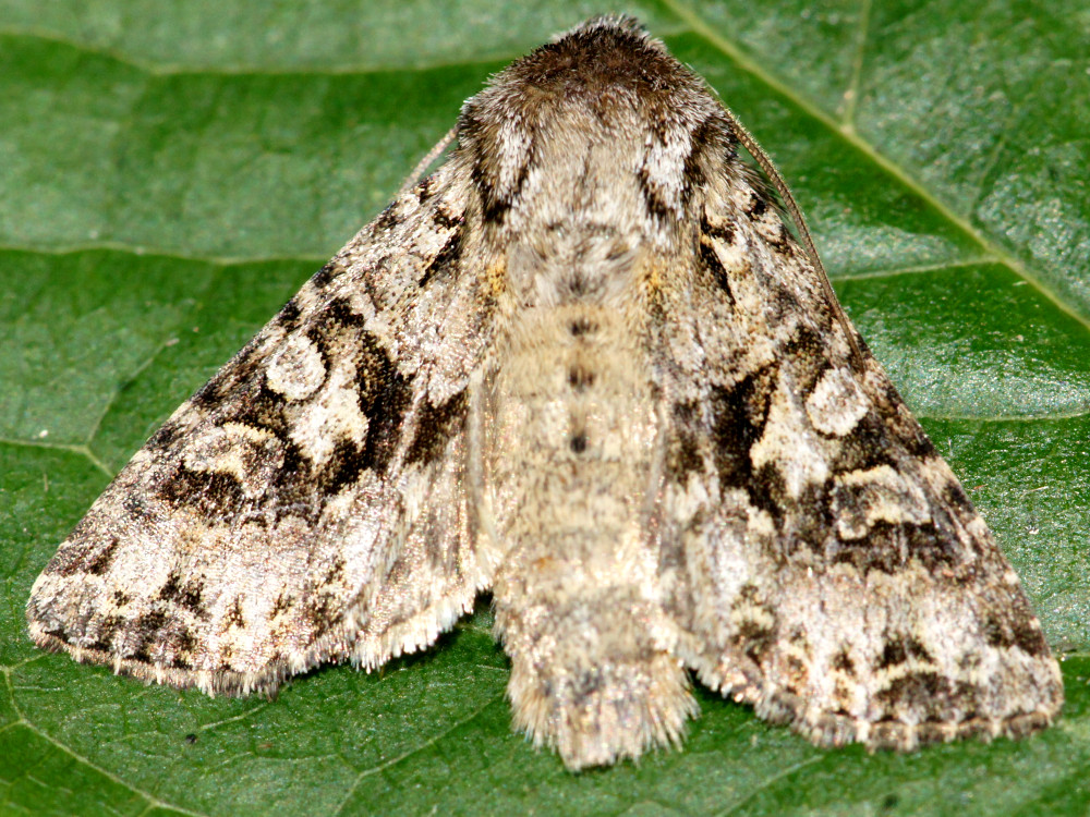 Bild Nr.09925 zum Vergrößern klicken Bild Nr.09925