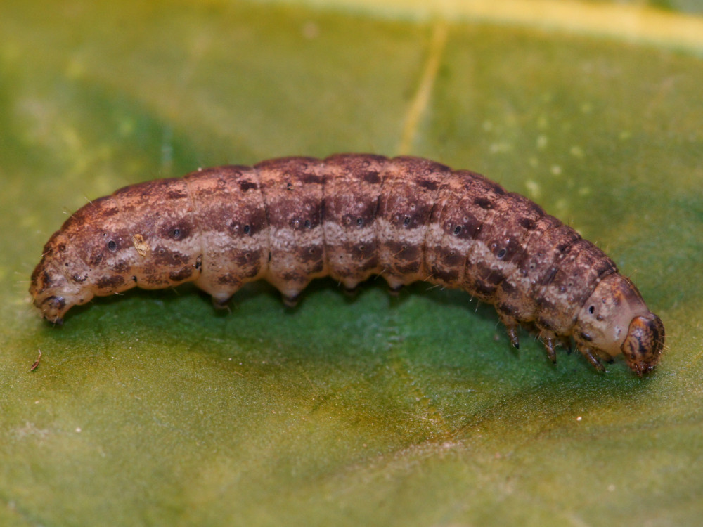 Bild Nr.09925 zum Vergrößern klicken Bild Nr.09925