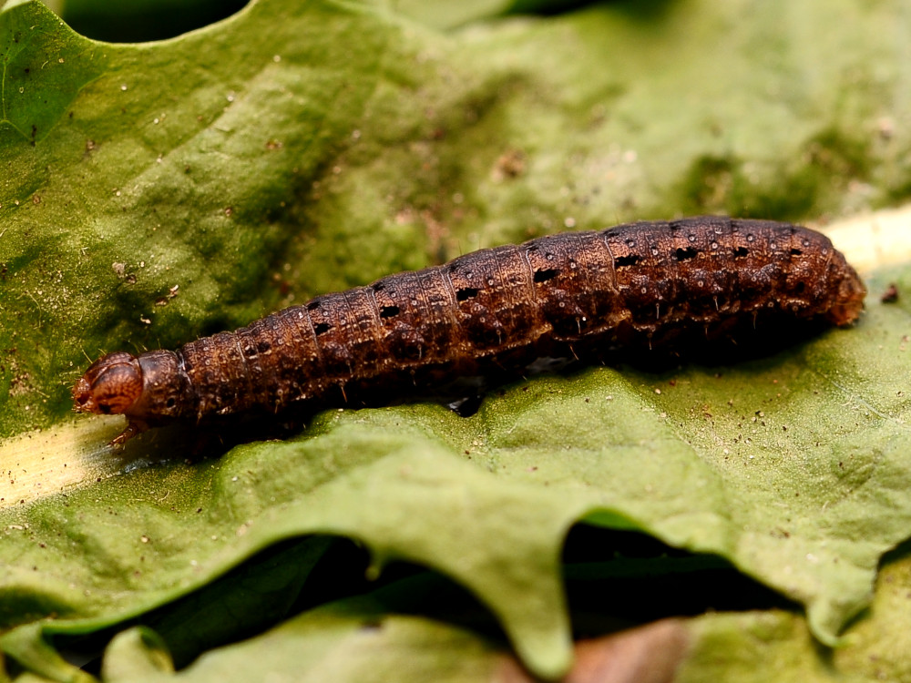 Bild Nr.09925 zum Vergrößern klicken Bild Nr.09925