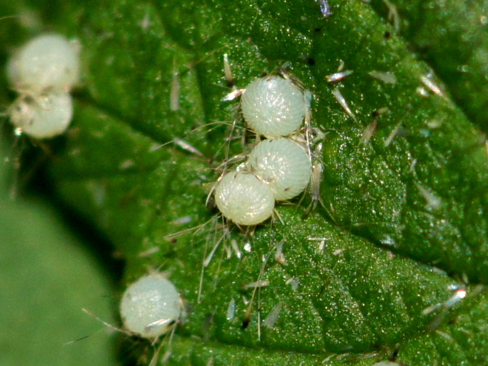 Bild Nr.09925 zum Vergrößern klicken Bild Nr.09925