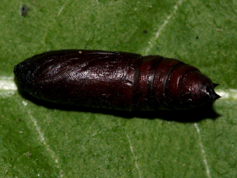 Bild Nr.09925 zum Vergrößern klicken Bild Nr.09925