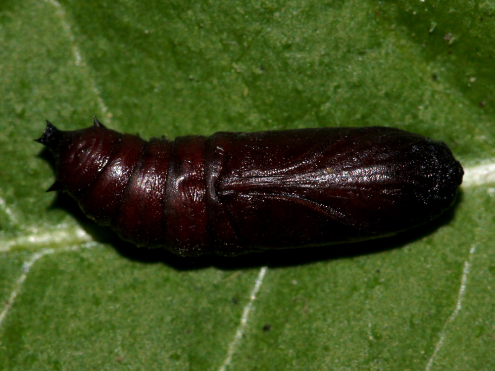 Bild Nr.09925 zum Vergrößern klicken Bild Nr.09925