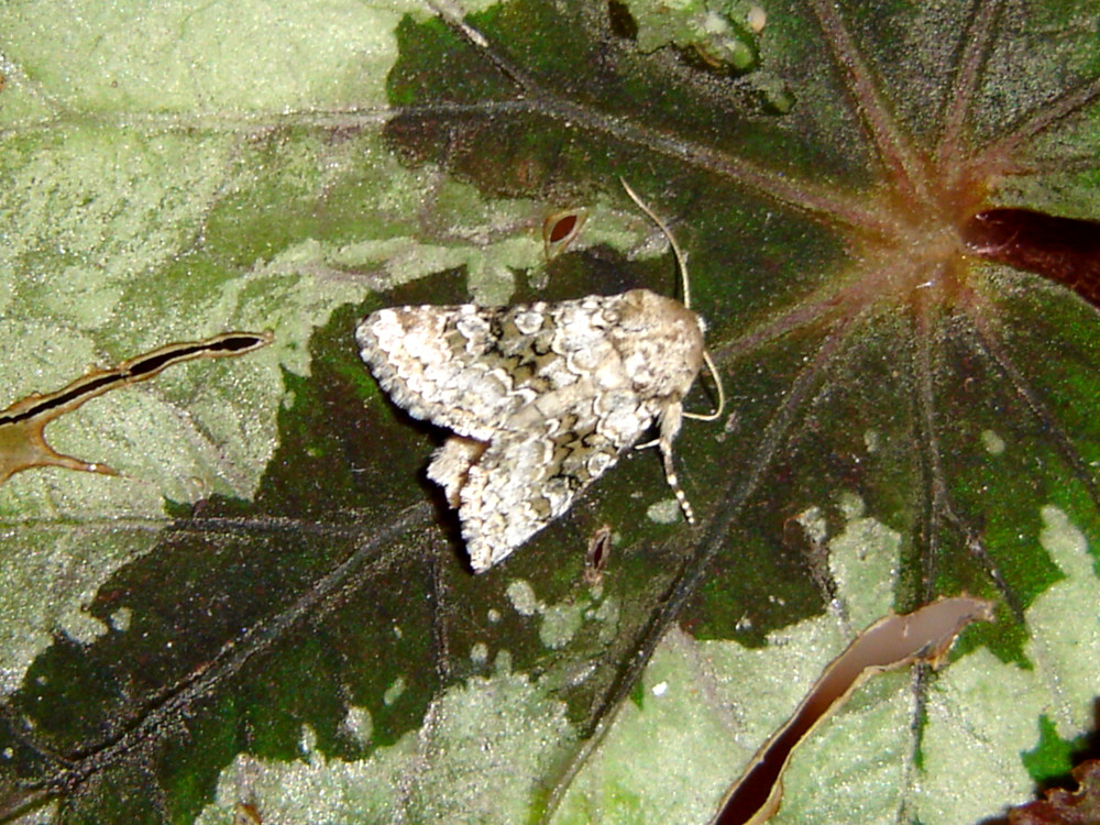 Bild Nr.09928 zum Vergrößern klicken Bild Nr.09928