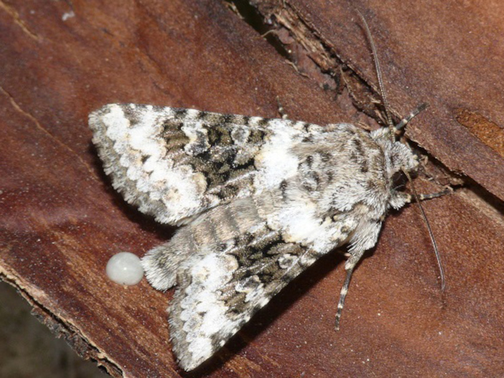 Bild Nr.09928 zum Vergrößern klicken Bild Nr.09928