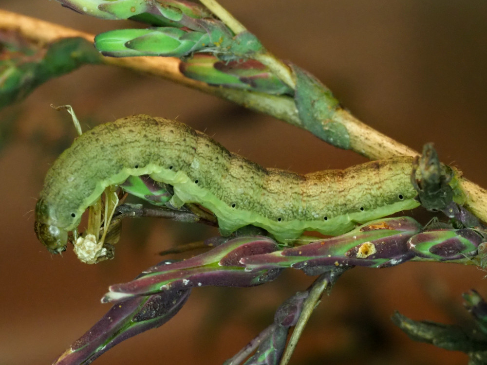 Bild Nr.09928 zum Vergrößern klicken Bild Nr.09928