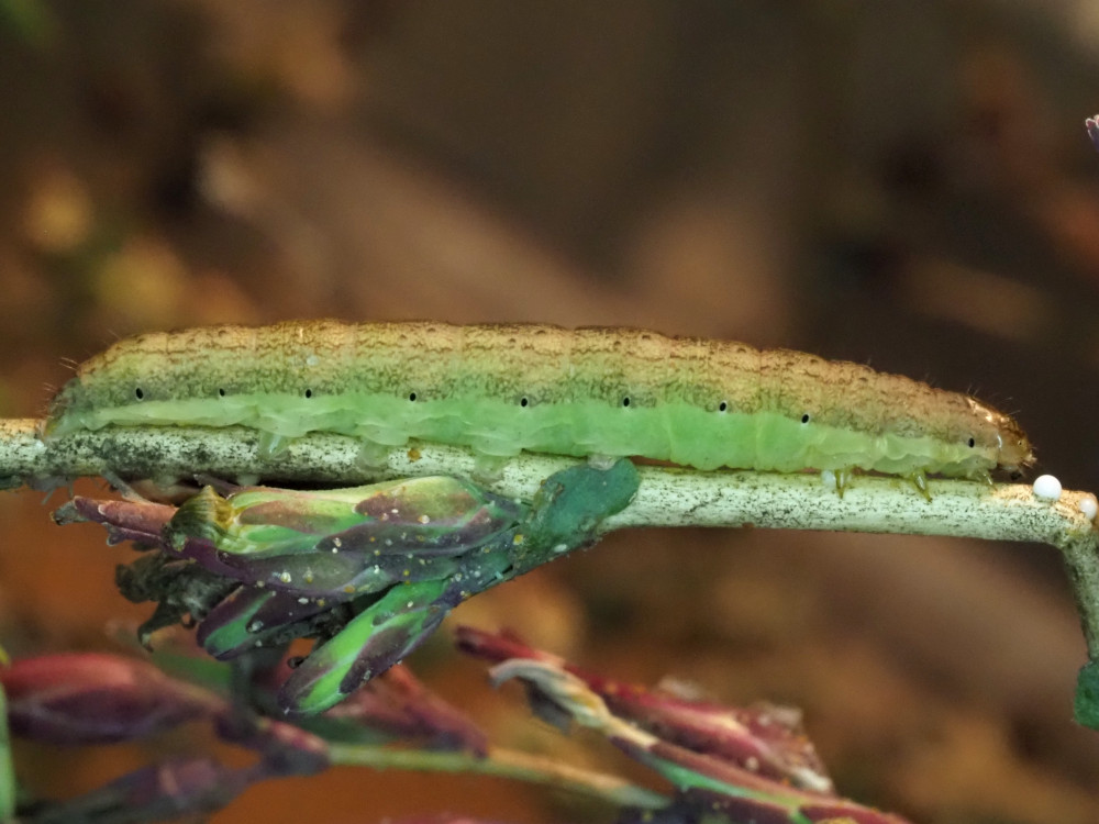 Bild Nr.09928 zum Vergrößern klicken Bild Nr.09928