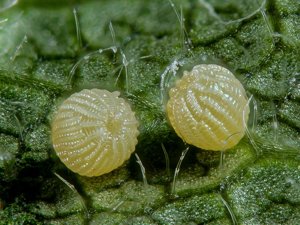 Bild Nr.09928 zum Vergrößern klicken Bild Nr.09928