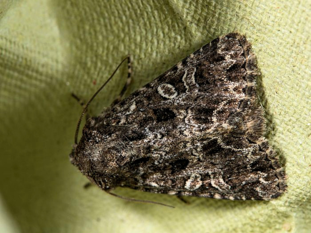 Bild Nr.09933 zum Vergrößern klicken Bild Nr.09933