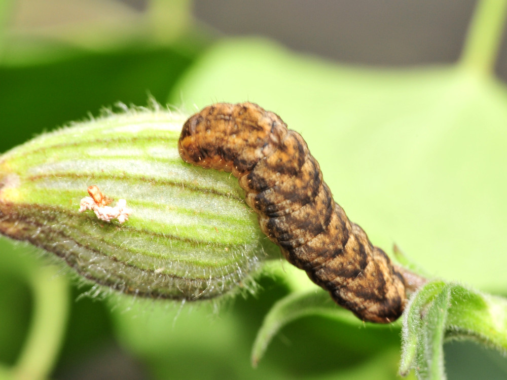 Bild Nr.09933 zum Vergrößern klicken Bild Nr.09933